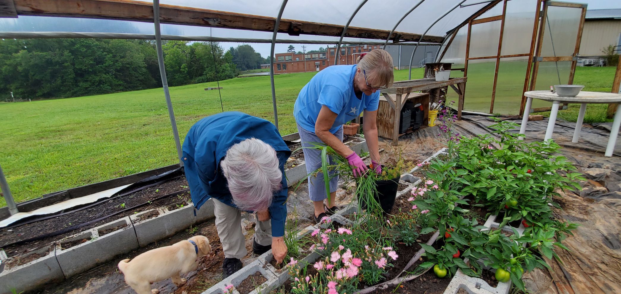 Gardeners weeding